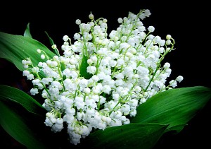 Muguet or Lily of the Valley.