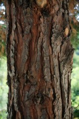 A young cedar tree trunk.