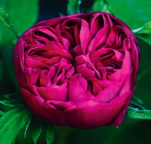 "Rose de Rescht," a type of Persian damask rose which originated from Rascht, Iran. Source: Flowerpedia.blogspot.com 