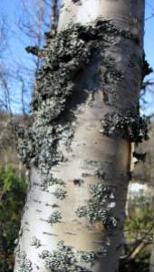 Silver birch tree. Source: my own photograph. 
