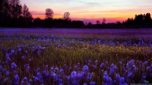 Sunset meadow via freewallpapers at travelization.net