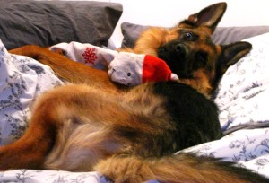 The Hairy German on "his" bed with his badly chewn Santa.