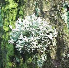 Oakmoss or tree moss. 