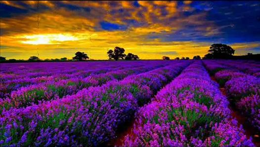 Lavender fields in Provence. 