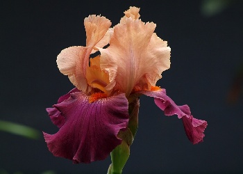 Bearded iris via scenicreflections.com