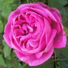 Ta'if rose: perfumemaster.org 