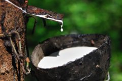 Milk of rubber or Caoutchouc tree that later turns to black latex rubber. Source: rubberroofingshingles.net 